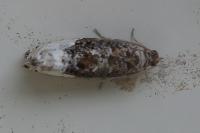 Hedya nubiferana