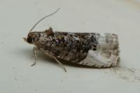 Hedya nubiferana