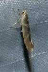 Argyresthia goedartella