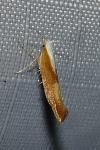 Argyresthia