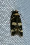 Oegoconia