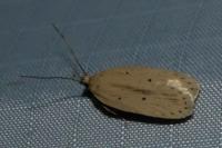 Agonopterix pallorella