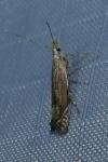 Isophrictis