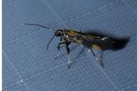 Euspilapteryx auroguttella