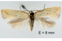 Elachista lugdunensis