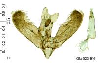 Elachista lugdunensis
