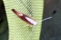 Argyresthia albistria