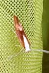 Argyresthia albistria