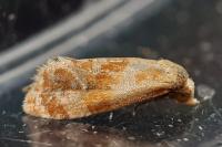 Gynnidomorpha rubricana