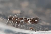Eteobalea albiapicella