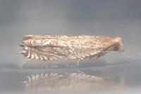 Ancylis comptana