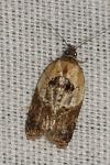 Acleris variegana