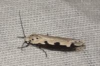 Ethmia bipunctella