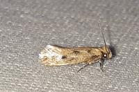 Anomalotinea liguriella