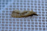 Phtheochroa inopiana