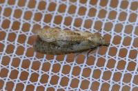 Phtheochroa inopiana