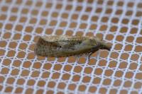 Phtheochroa inopiana