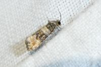 Piniphila bifasciana