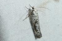 Yponomeuta irrorella