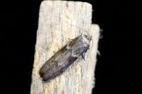 Blastobasis glandulella