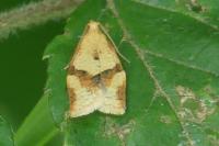 Clepsis consimilana