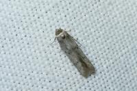 Blastobasis phycidella