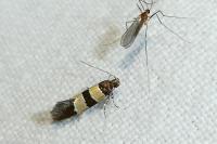 Goidanichiana jourdheuillella