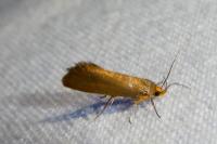 Crassa unitella