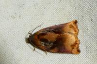 Archips podana