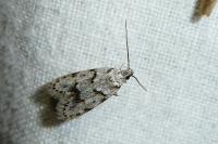 Symmoca signatella