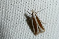Dichomeris marginella