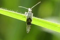 Ypsolopha asperella