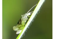 Ypsolopha asperella
