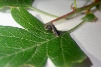 Coleophora anatipennella