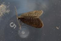 Proutia comitella