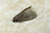 Proutia comitella
