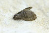 Proutia comitella
