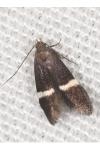 Aproaerema larseniella