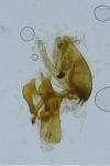 Aproaerema larseniella