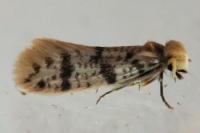 Eumasia parietariella