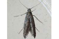 Ochromolopis staintonellus
