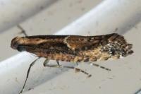 Acrolepiopsis vesperella