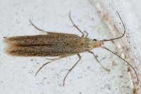Coleophora