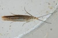 Coleophora
