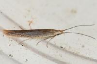 Coleophora