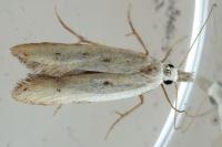 Mesophleps corsicella