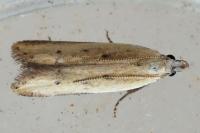Mesophleps corsicella