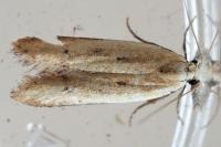 Mesophleps corsicella