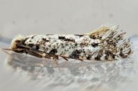Nemapogon