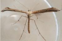 Emmelina monodactyla